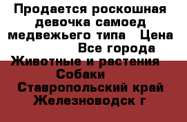 Продается роскошная девочка самоед медвежьего типа › Цена ­ 35 000 - Все города Животные и растения » Собаки   . Ставропольский край,Железноводск г.